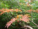 Mt.Rausudake Trek 羅臼岳登山(知床連峰)